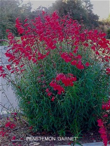 Penstemon x gloxinioides 'Garnet' 1